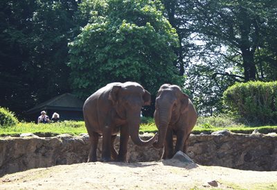 Asian elephants Dhunja and Yhetto.